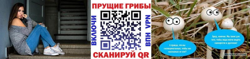 Псилоцибиновые грибы Psilocybine cubensis  Курлово 